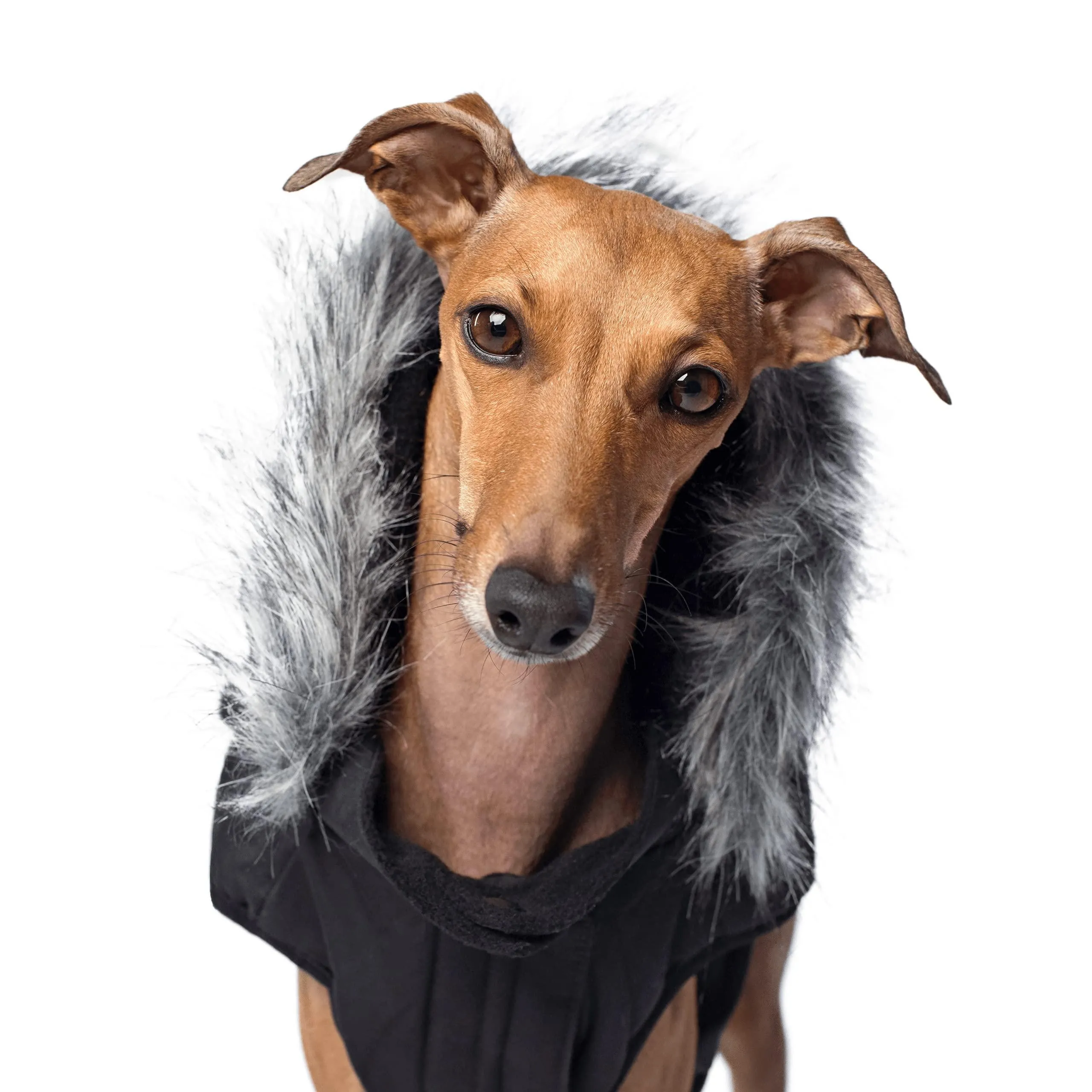 Canada Pooch Everest Explorer Size 28 Black Fleece Lined Insulated Dog Coat