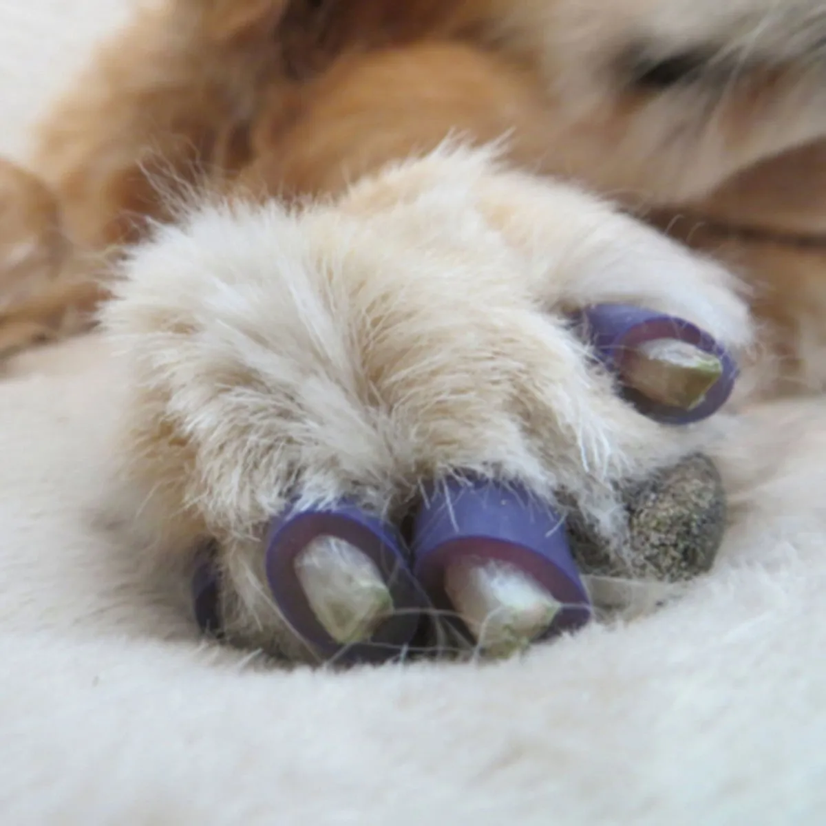 Dr. Buzby's ToeGrips